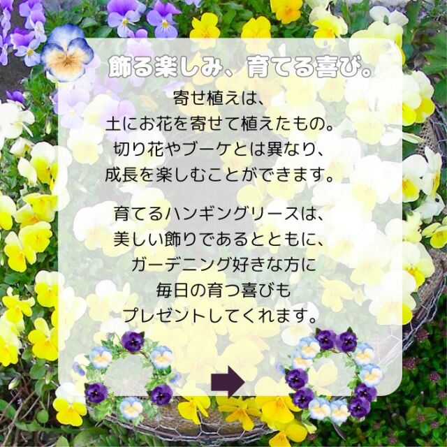 育てるビオラのハンギングリース