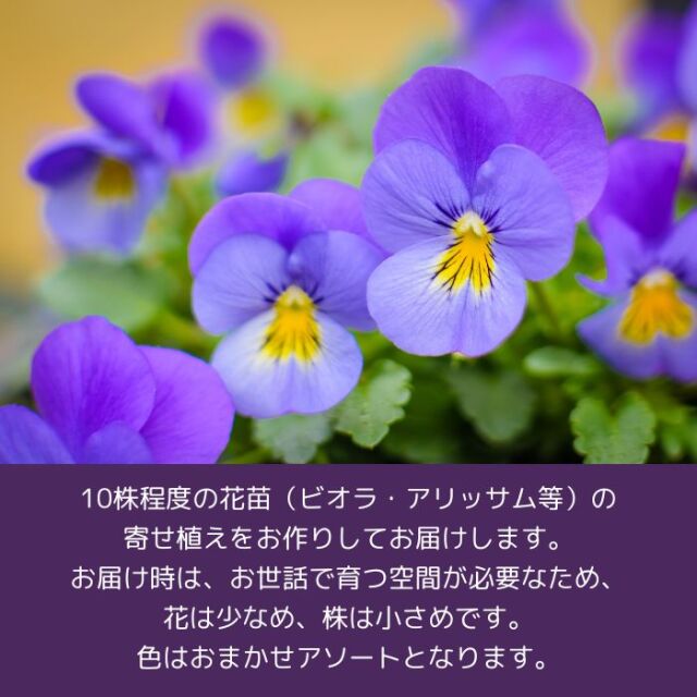 育てるビオラのハンギングリース