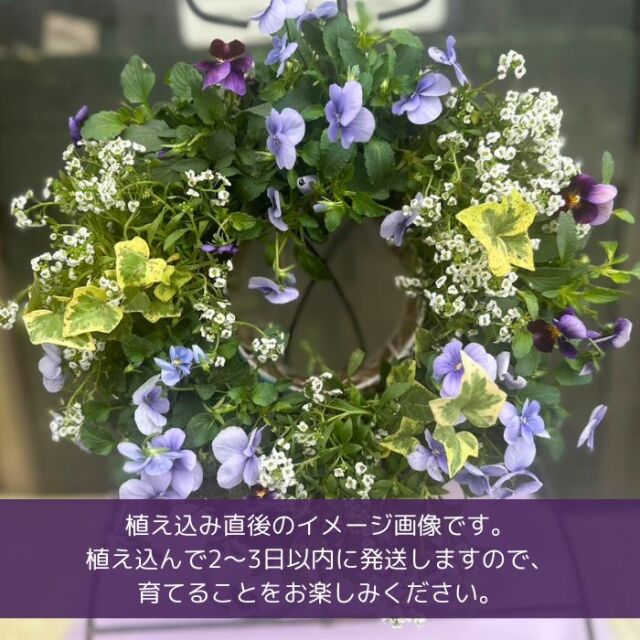 育てるビオラのハンギングリース