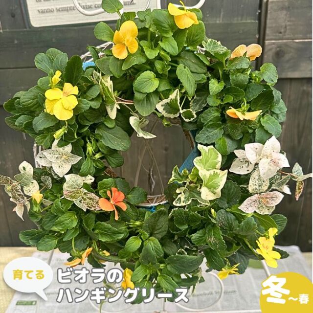 育てるビオラのハンギングリース