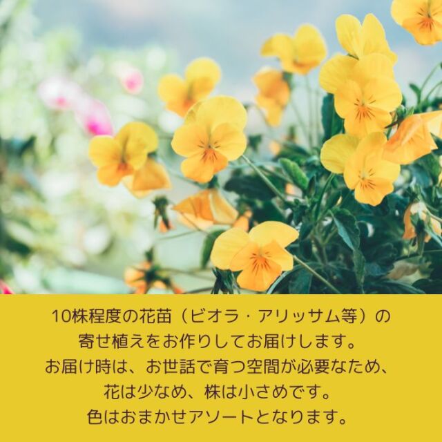 育てるビオラのハンギングリース