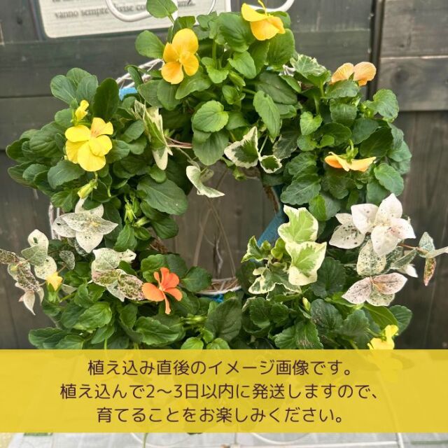 育てるビオラのハンギングリース