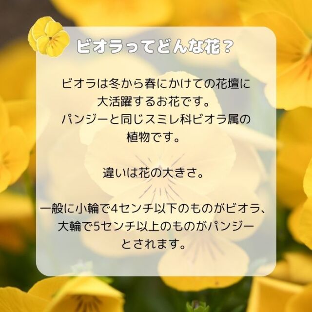 ビオラってどんな花？