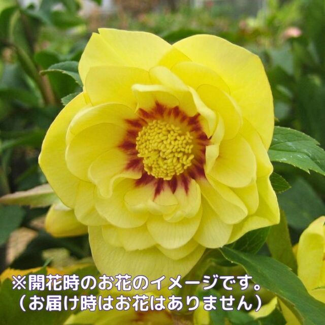 限り クリスマスローズ利休プリマベーラゴールド等交配発芽苗50番