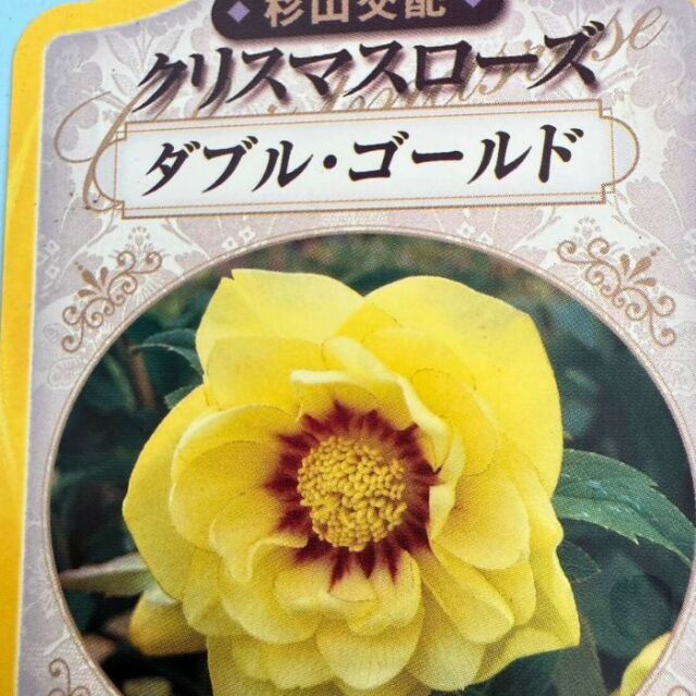 クリスマスローズ苗ダブル・ゴールド3号