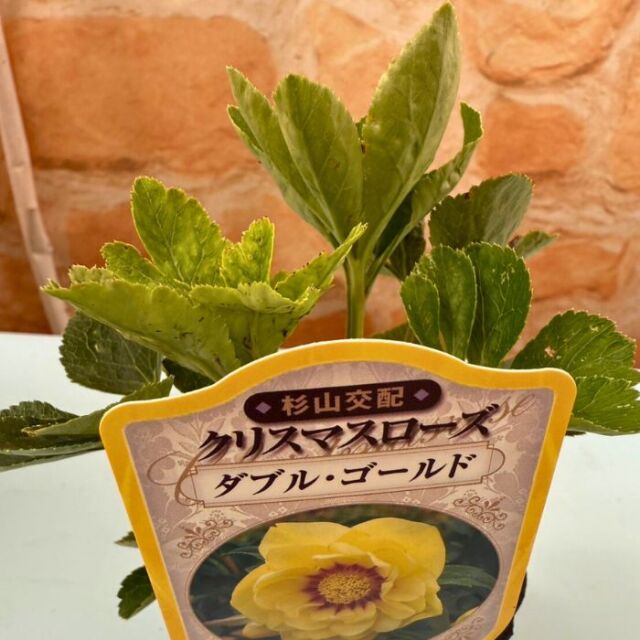 クリスマスローズ苗 ダブル・ゴールド 3号ポット