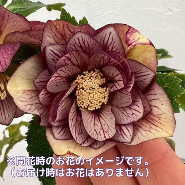 値下げ　ネオン系✨ダブル♥クリスマスローズ✨曽田園芸 値下げ ネオン系✨ダブル♥クリスマスローズ✨曽田園芸