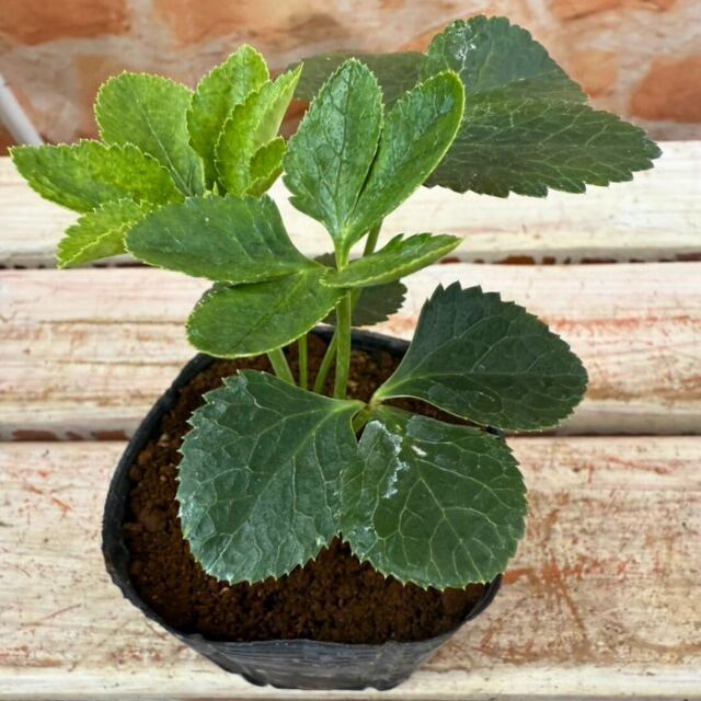 クリスマスローズ苗 ダブル・ゴールドネオンシェード 3号ポット