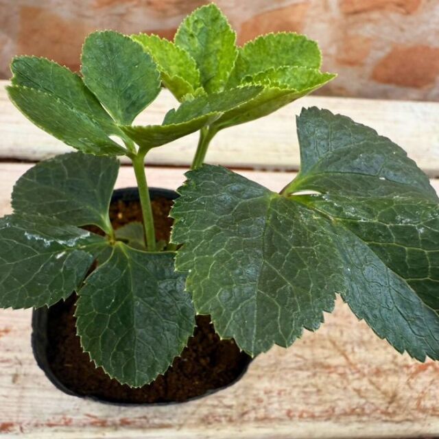 クリスマスローズ苗ダブル・ゴールドネオンシェード3号