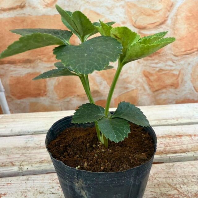 クリスマスローズ苗ダブル・ゴールドネオンシェード3号