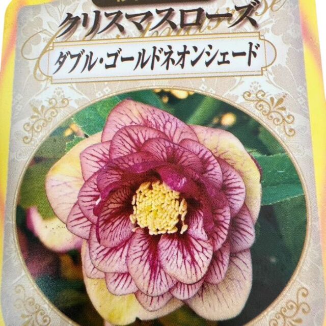 クリスマスローズ苗ダブル・ゴールドネオンシェード3号
