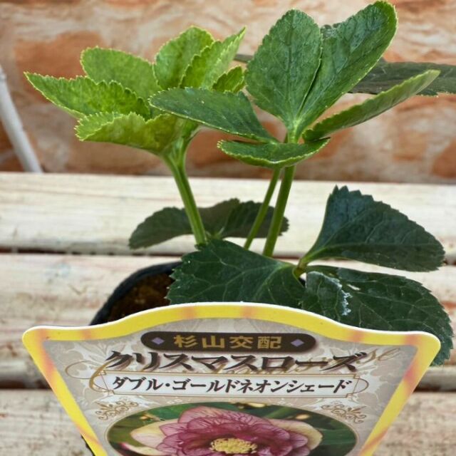 クリスマスローズ苗 ダブル・ゴールドネオンシェード 3号ポット