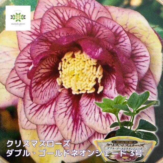 クリスマスローズ苗ダブル・ゴールドネオンシェード3号