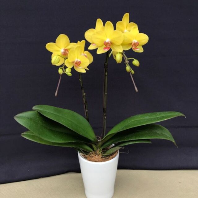 ミディ胡蝶蘭 鉢植え 黄色系品種おまかせ 2本立