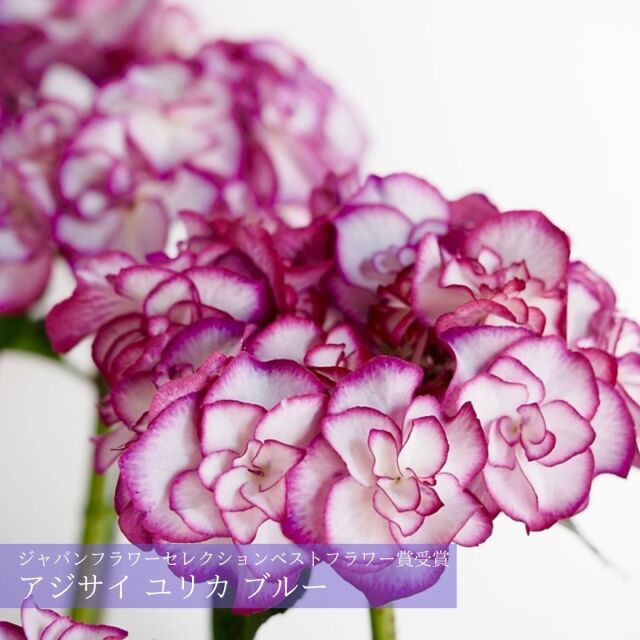 アジサイユリカブルー