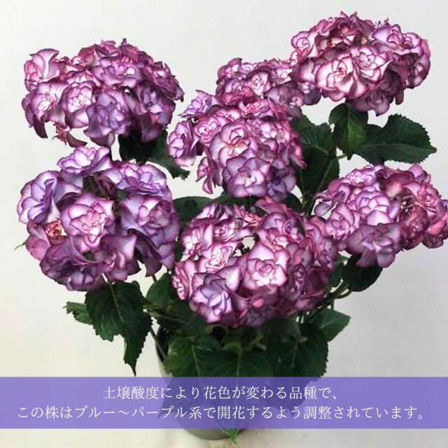 アジサイユリカブルー説明02