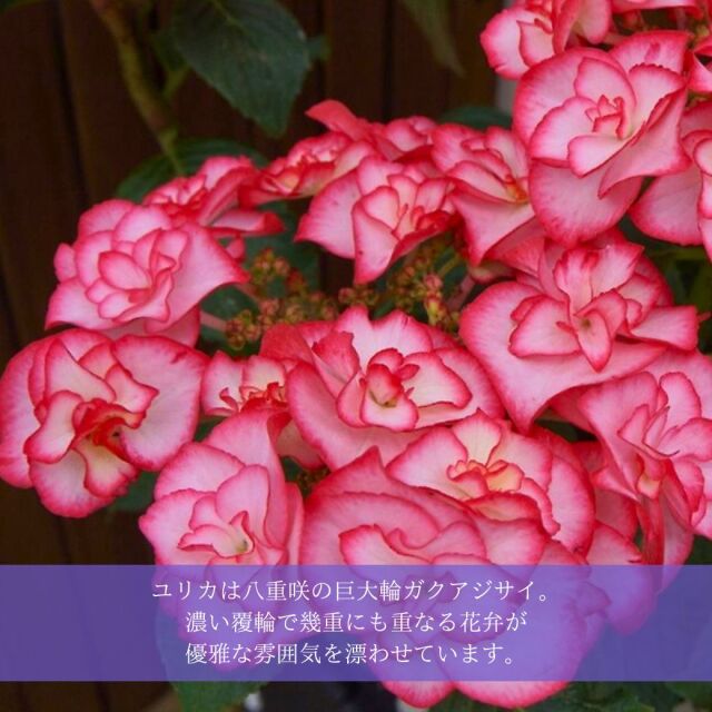 アジサイユリカピンク説明01