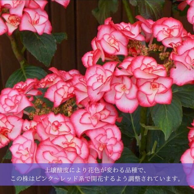 アジサイユリカピンク説明02