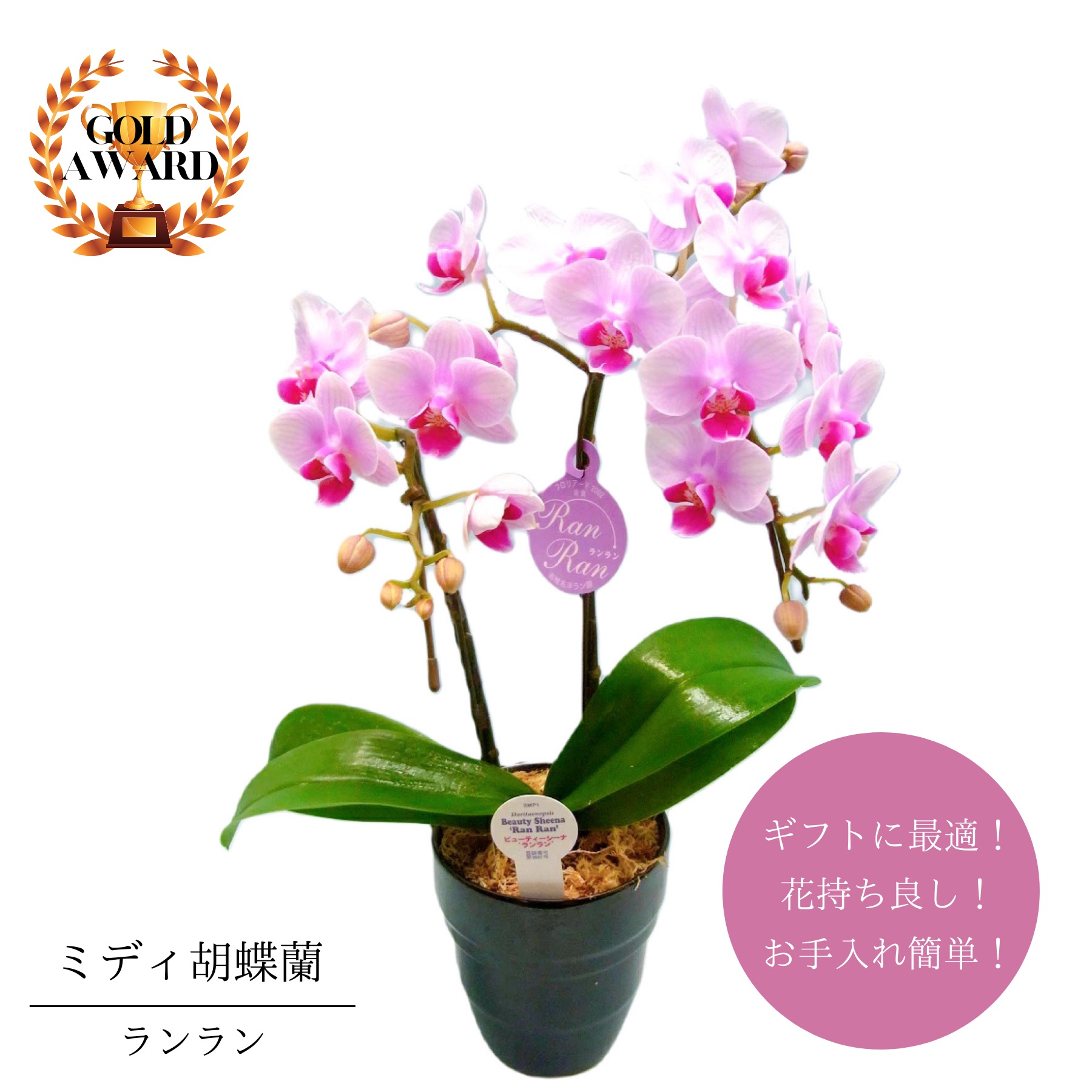 ミディ胡蝶蘭  ランラン