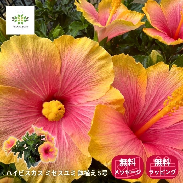 ハイビスカス鉢植えミセスユミ