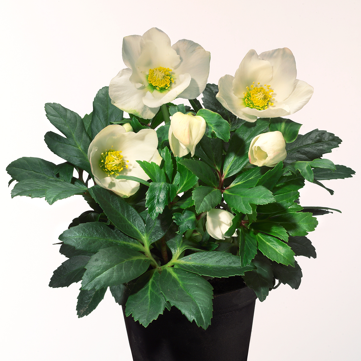 冬の貴婦人 クリスマスローズ 鉢植え 純白 ニゲル 開花株 4.5号