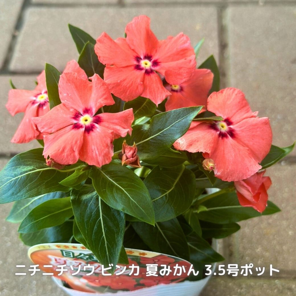 日々草夏みかん