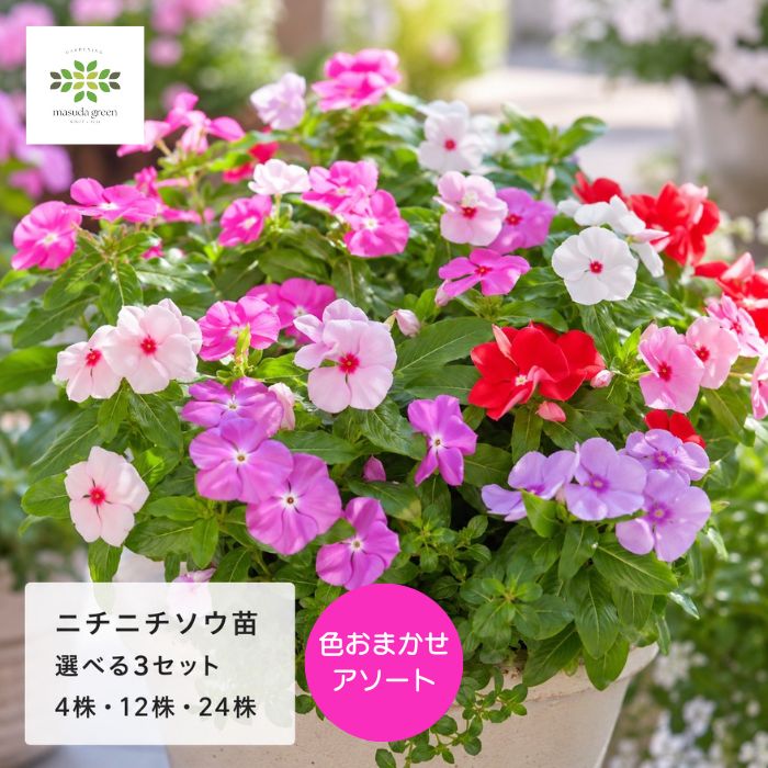 ニチニチソウ苗色おまかせアソートセット