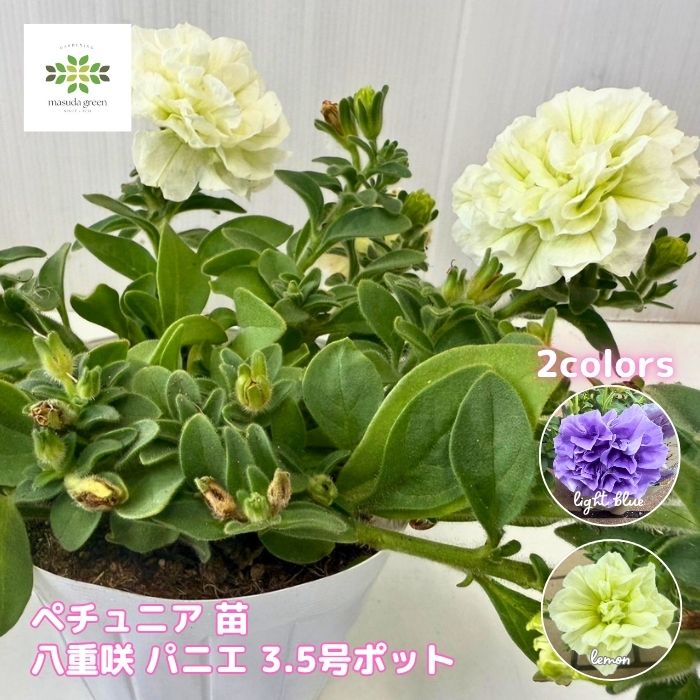 ペチュニア苗パニエ3.5号ポット
