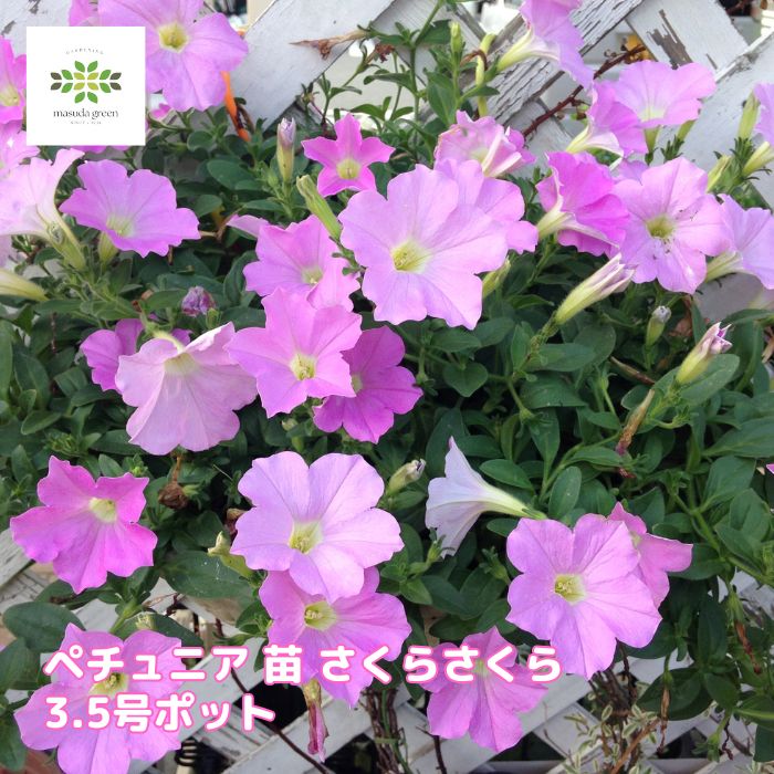 ペチュニア苗さくらさくら