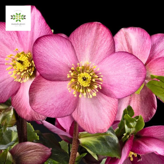 5  クリスマスローズ種 楽天市場】クリスマスローズのタネ 入手困難 チベタヌス 5粒 発芽用