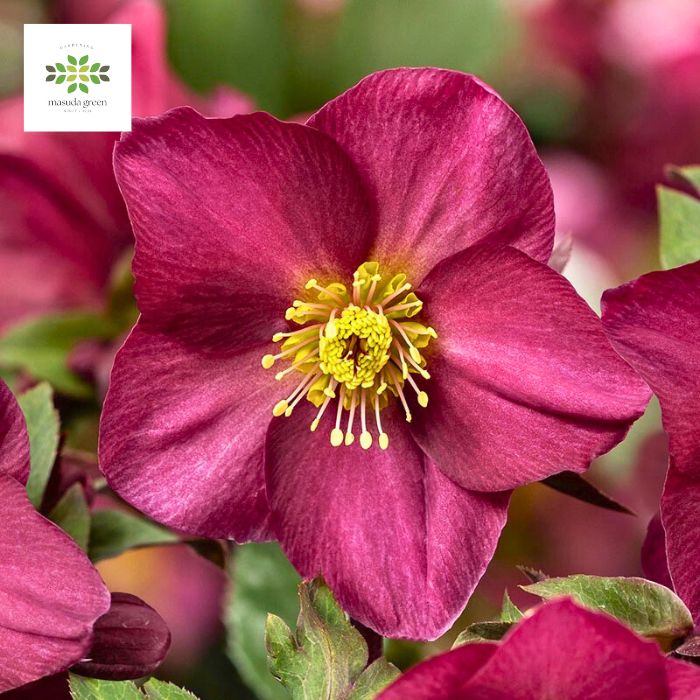 送料無料 クリスマスローズ Ice'Nroses氷の薔薇 レッドロマンス 鉢植え