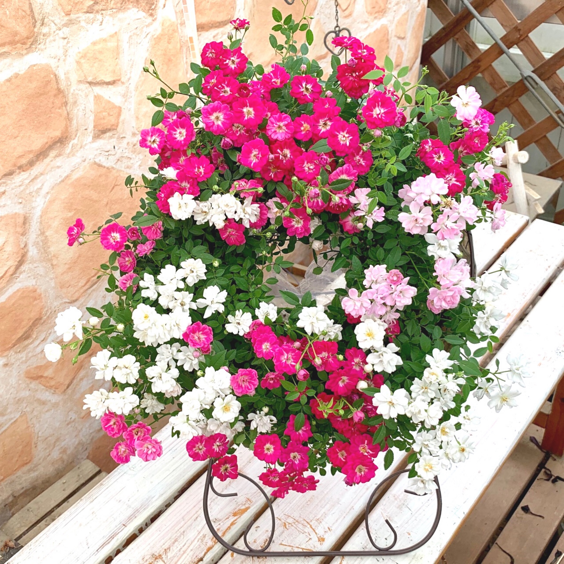 ウェルカムレンゲローズ 四季咲き リング植え アイアンスタンド付