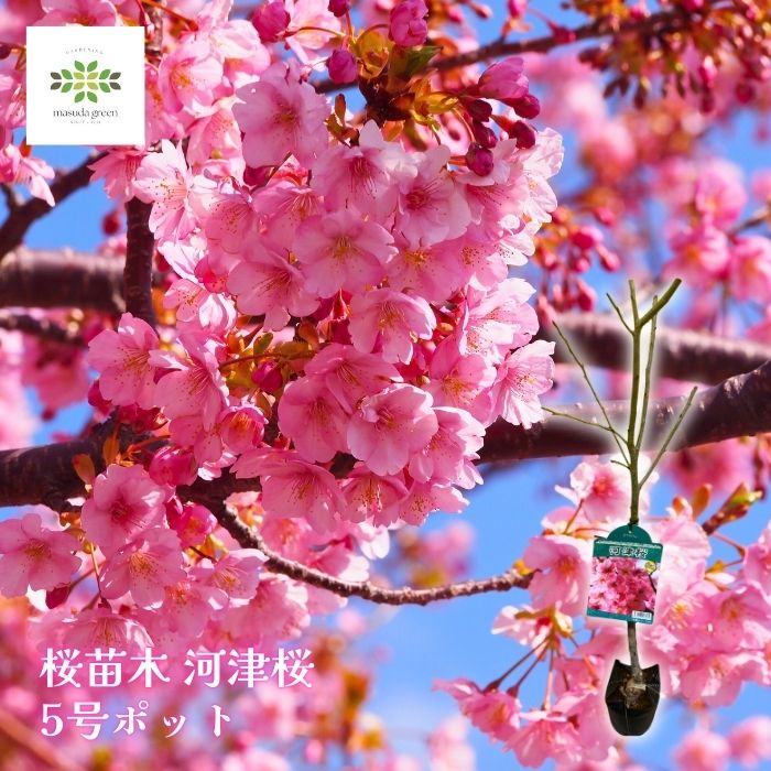 桜苗木 河津桜