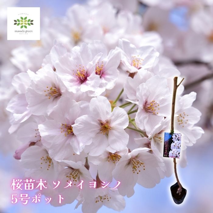 桜苗木 染井吉野