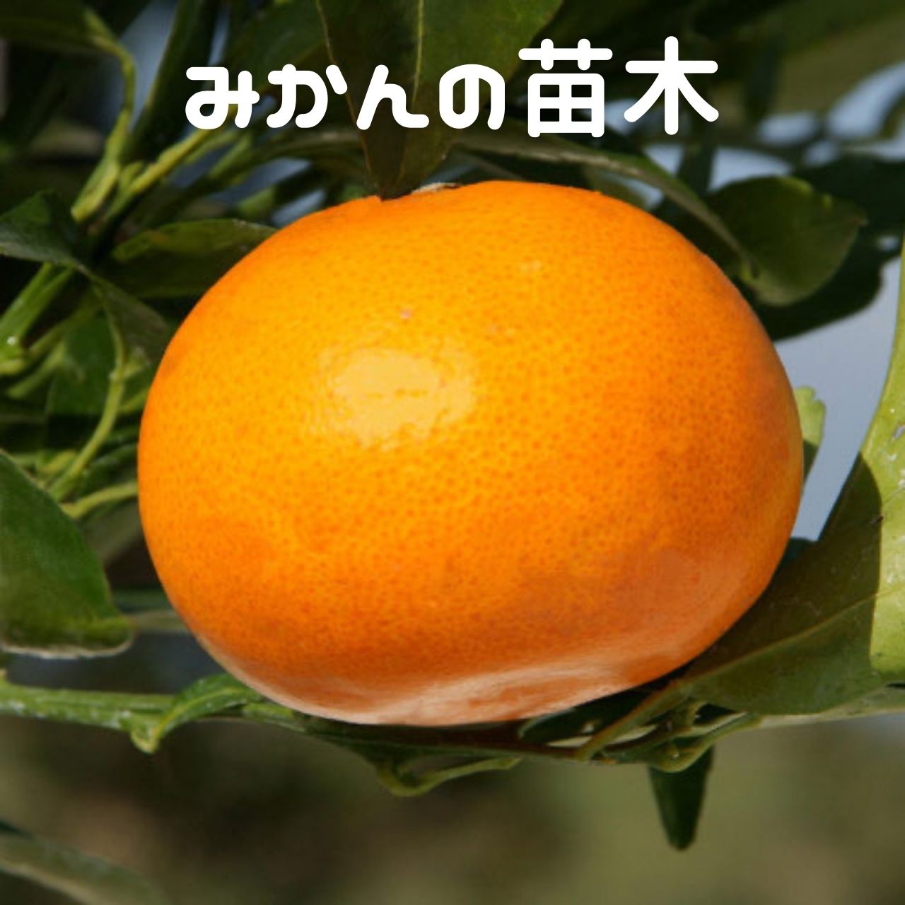 みかんの木（せとか）