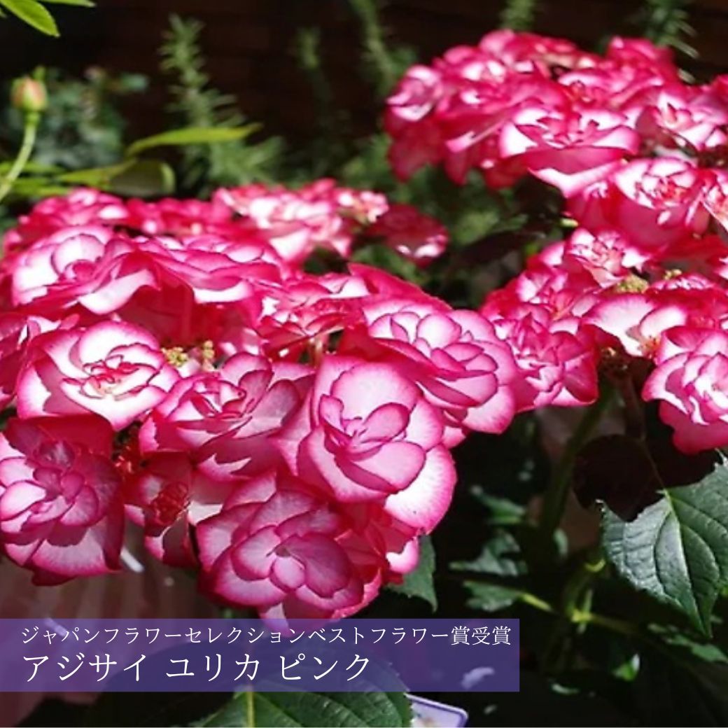 アジサイユリカピンク