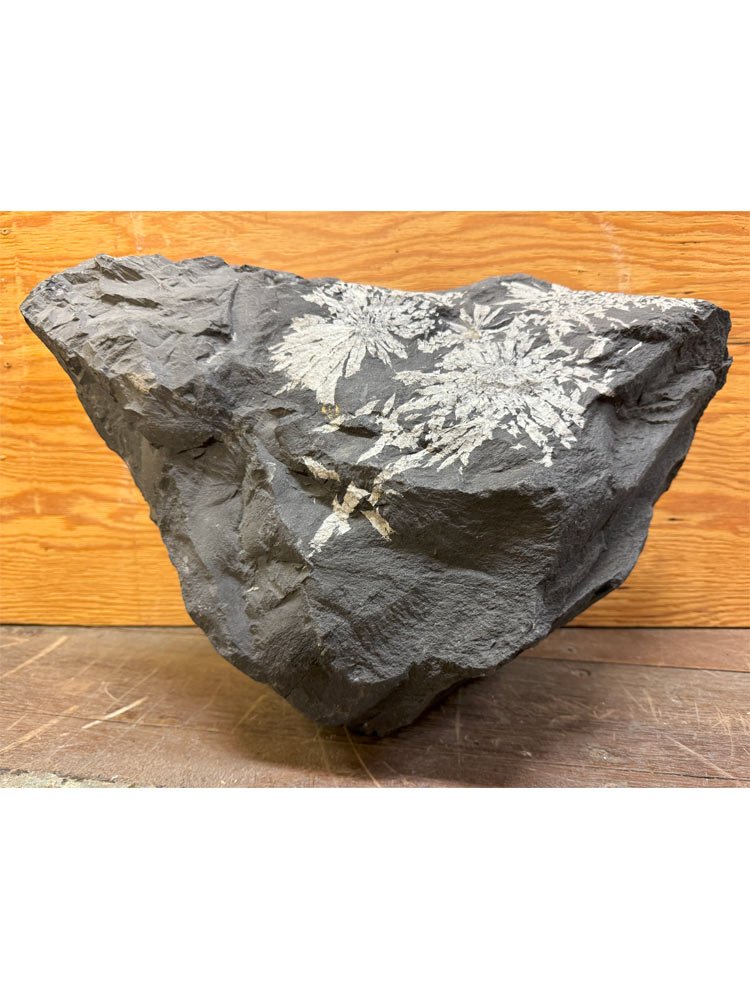 菊花石　【商品番号：m-kk050】