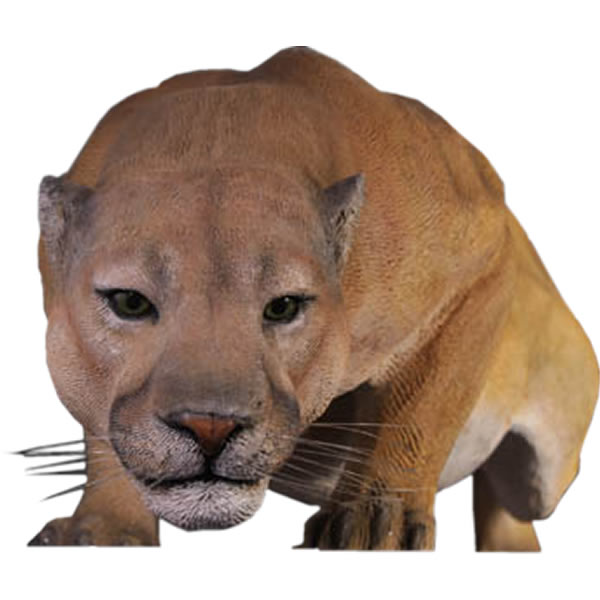 クーガー オブジェ