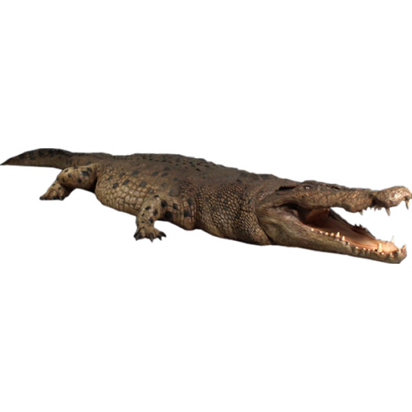 クロコダイル ワニ オブジェ