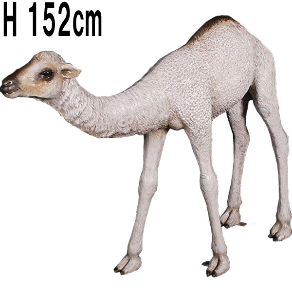ひとコブラクダの赤ん坊 / Dromedary Camel Calf  FRPアートオブジェ 【商品番号：m-fr130008】