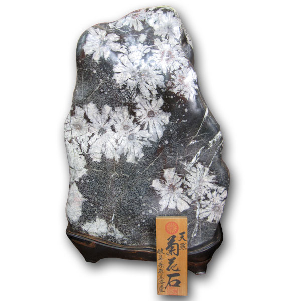 根尾谷　菊花石