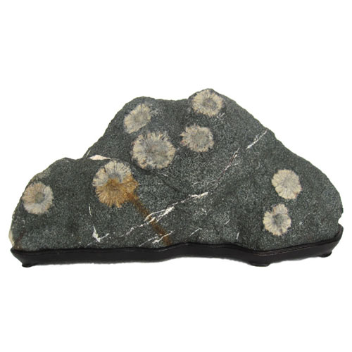 菊花石 販売・通販｜一点物の鑑賞石・庭石・菊紋様の至宝 [現物見学可