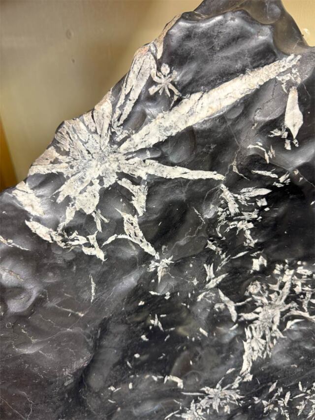 菊花石（きっかせき）の販売なら増樹です。