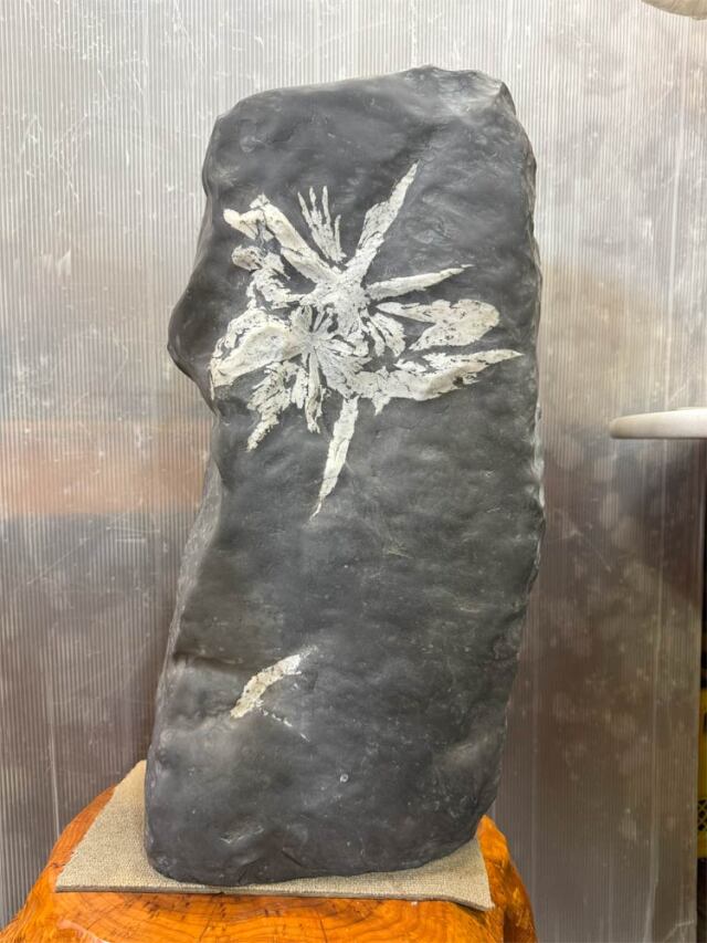 菊花石　【商品番号：m-kk044】