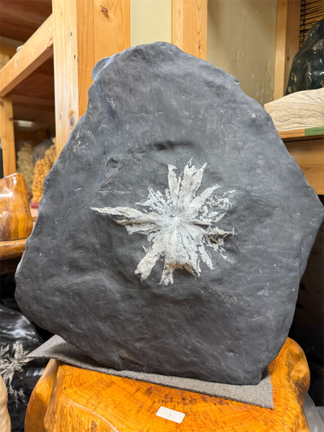 菊花石（きっかせき）の販売ページです。