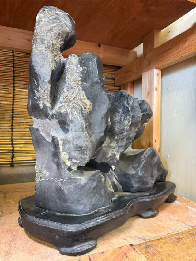 菊花石（きっかせき）の販売なら増樹です。