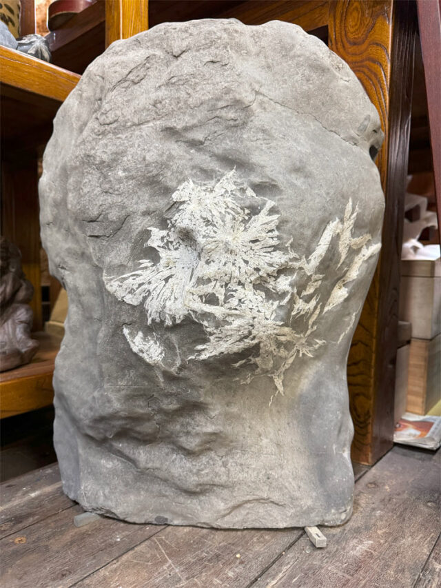 菊花石　【商品番号：m-kk047】