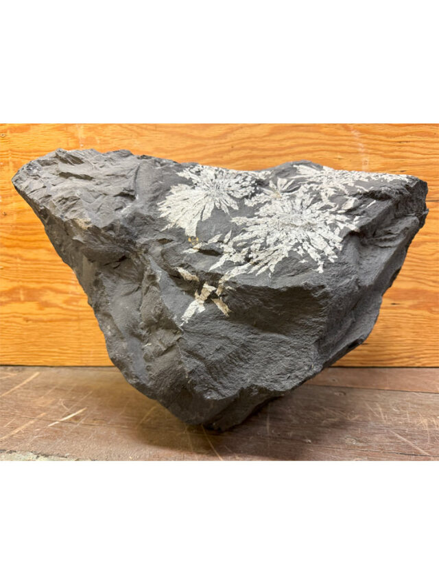 菊花石　【商品番号：m-kk050】