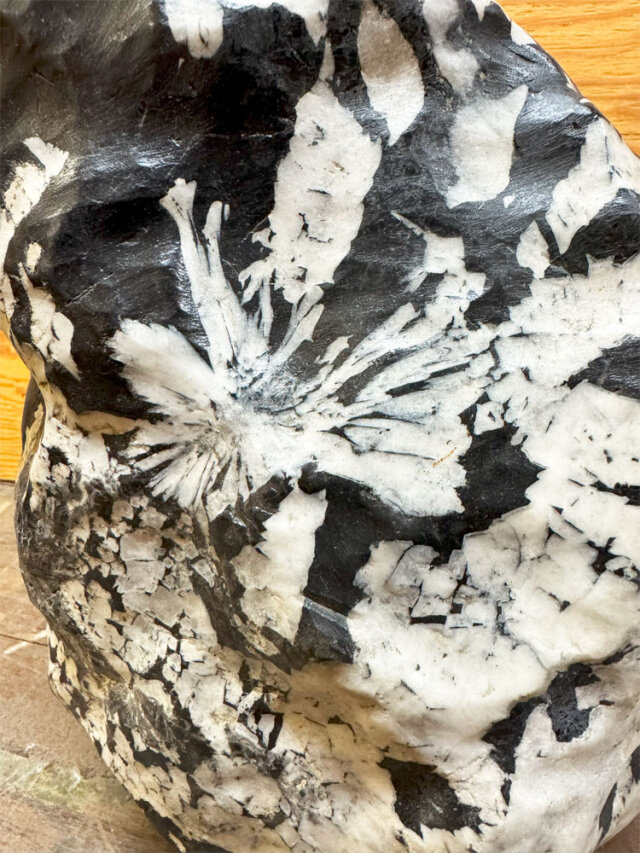 菊花石（きっかせき）の販売なら増樹です。