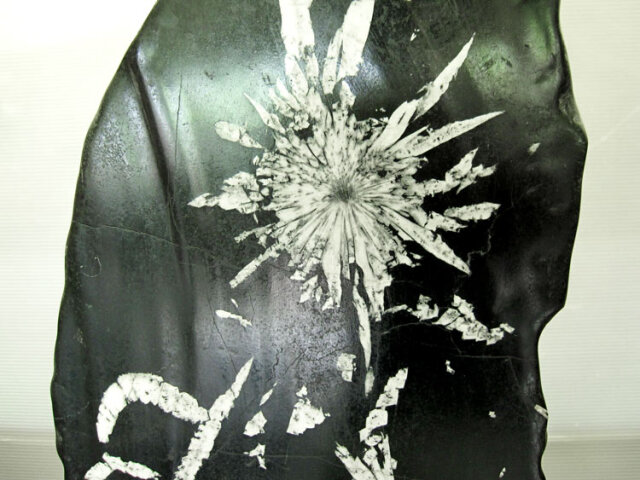 菊花石（きっかせき）の販売なら増樹です。